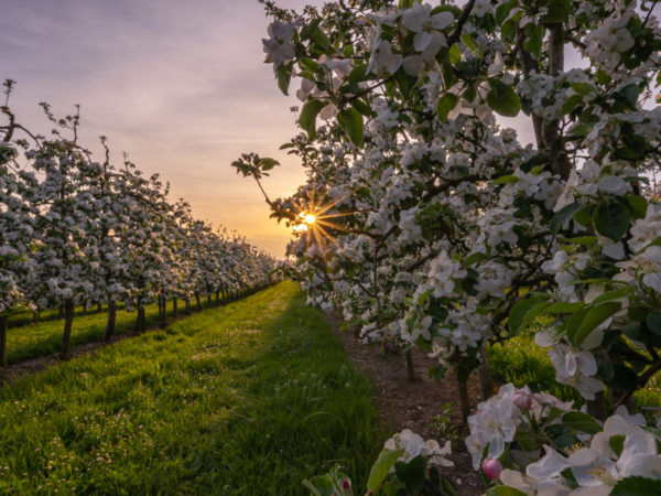 An orchard of fruit trees at sunset