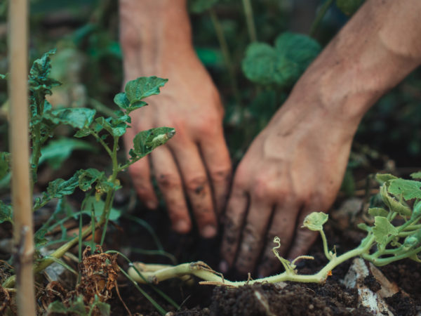 Two hands planting a tree