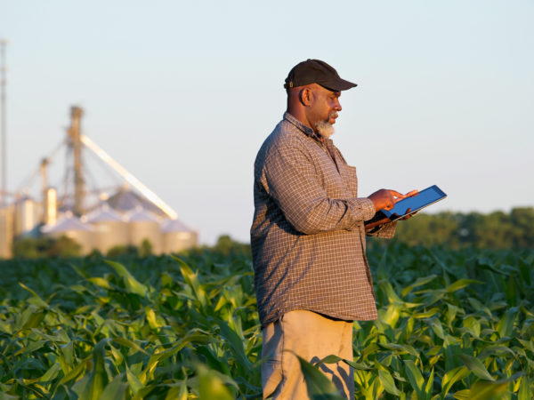 Black farmer with digital tablet in crop field