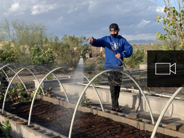 一個男人在社區花園裡給植物澆水