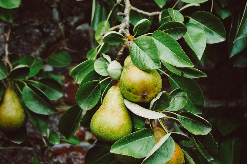 Pears