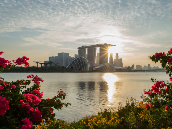 Daytime view of downtown Singapore under the sun from across the water with flowers in the foreground