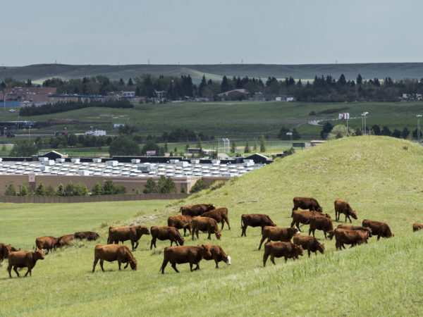 Gräsbevuxna kullar med boskap i Wyoming