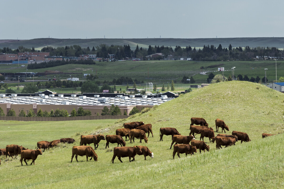 Grassy rolling hills with cattle in Wyoming