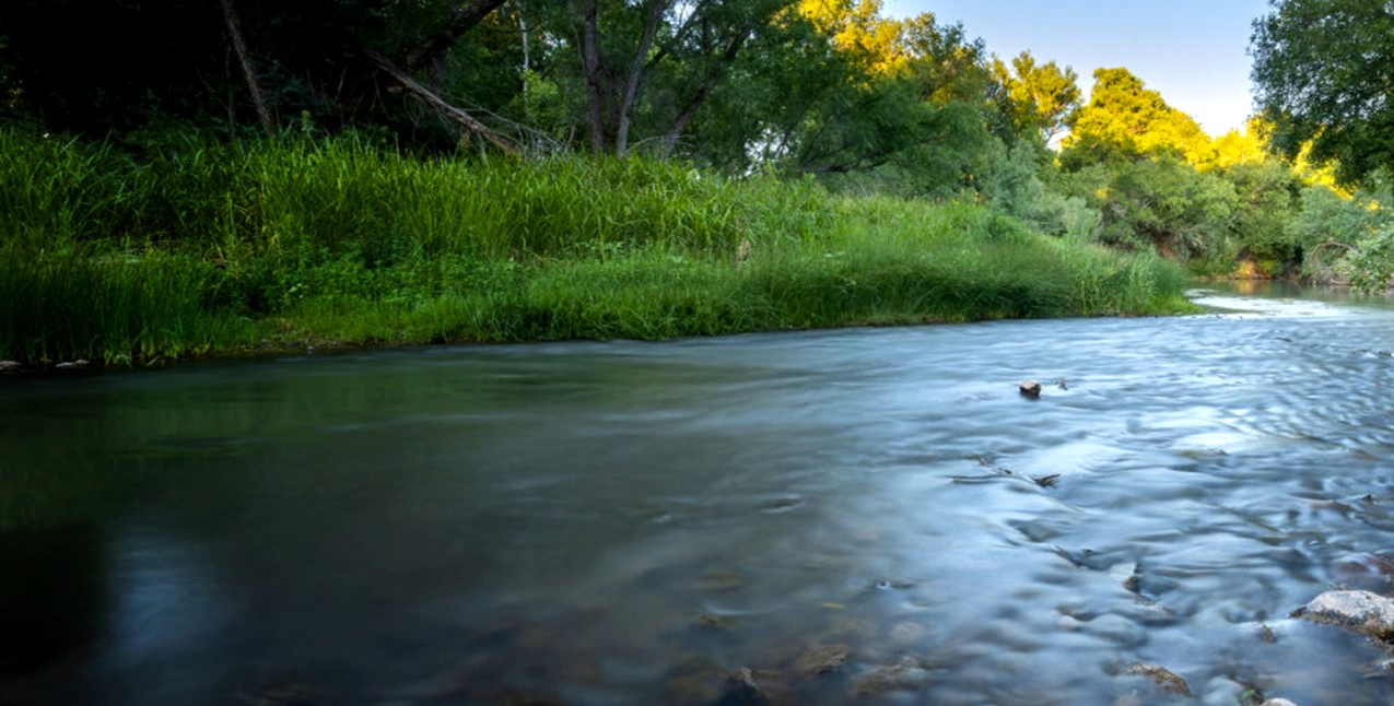 A river flowing through grasses and trees