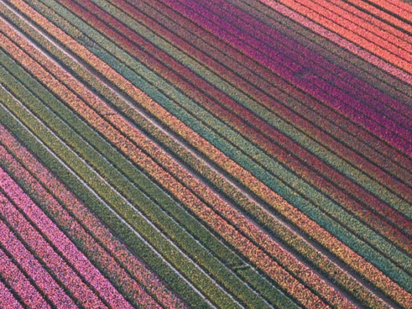Widok z lotu ptaka na kolorowe pola tulipanów