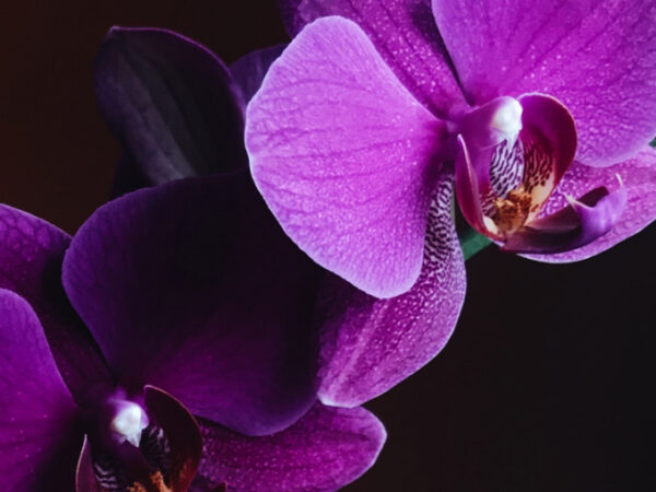 nærbillede af en lilla orkidé