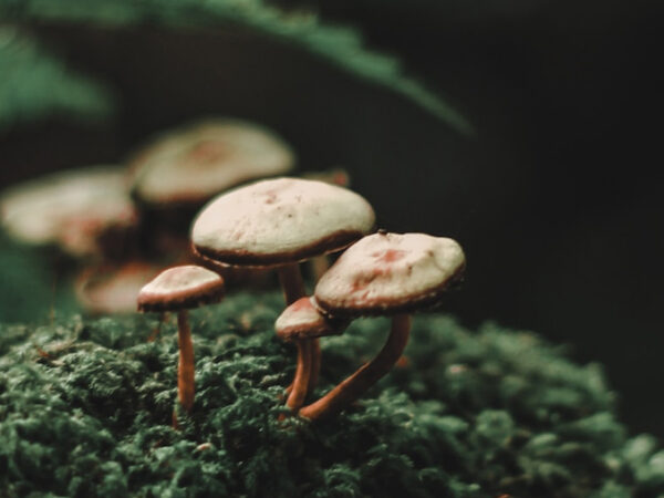 close-up de cogumelos