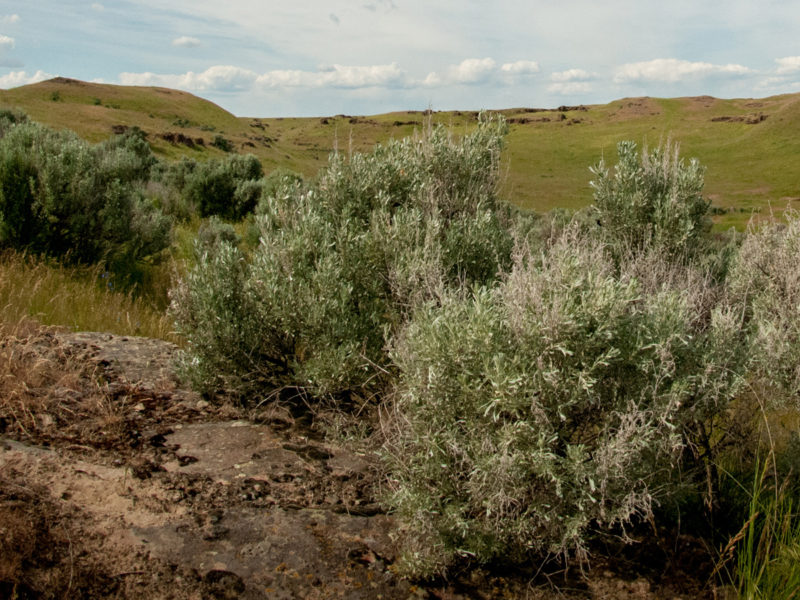 Quincy, Washington Microsoft Local