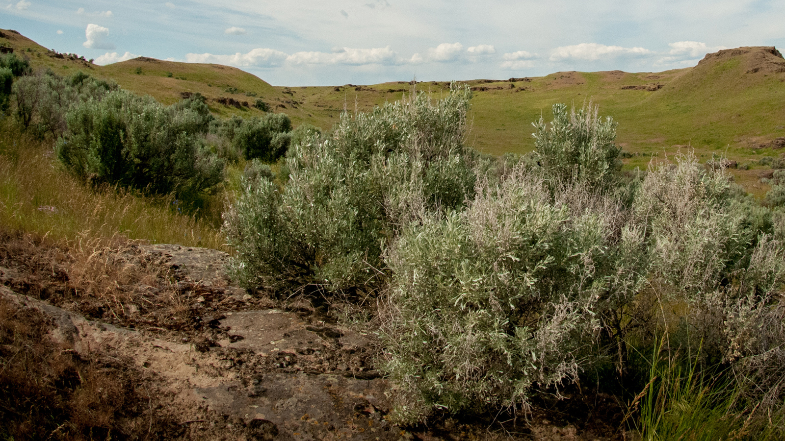 Shrubs in a dry, arid environment