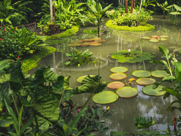 A lush, green pond with lily pads surrounded by tropical foliage