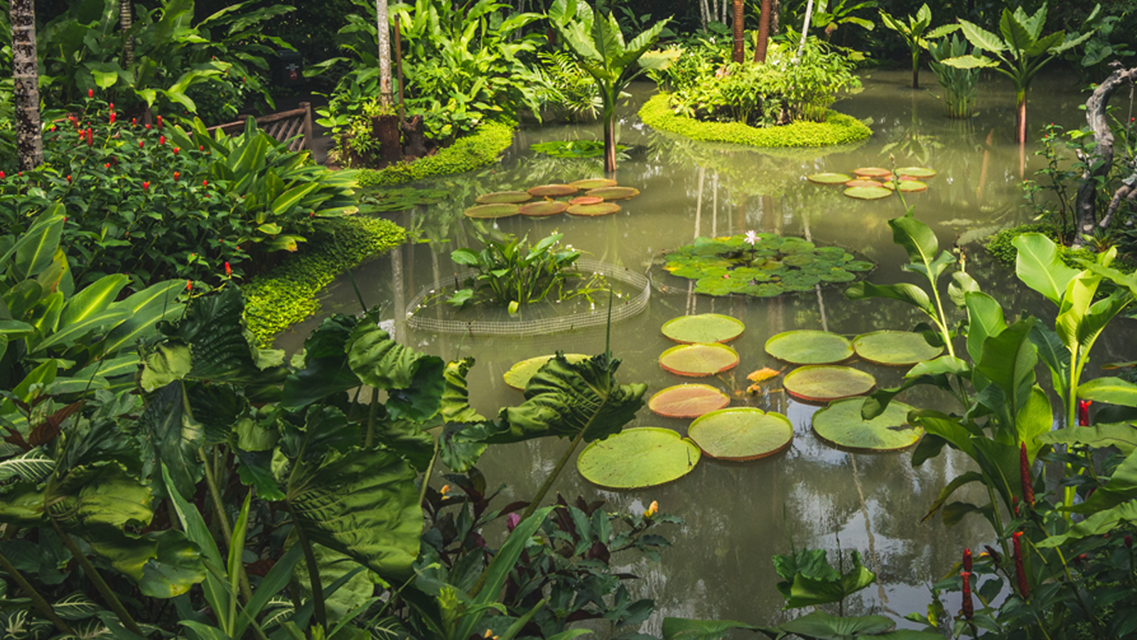 Bujny, zielony staw z liliami wodnymi, otoczony tropikalną roślinnością