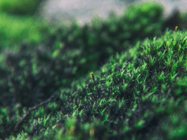 close up of moss on a rock