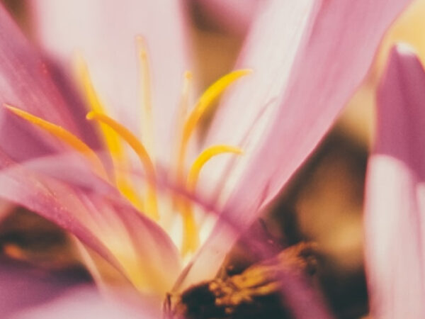 detailní záběr na květinu