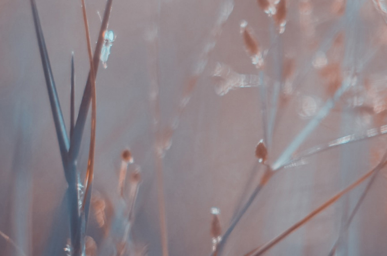 close up of grasses