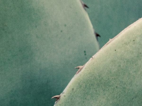 nærbillede af kaktus