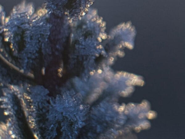 close up of a frozen plant
