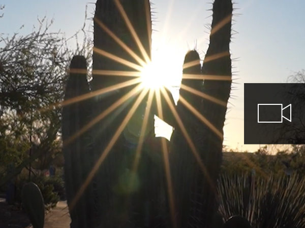 El sol brilla a través de un cactus con un icono de vídeo superpuesto