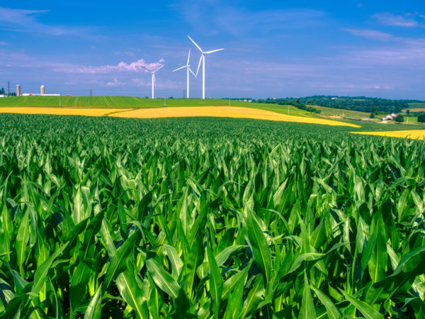 A large corn field with wind turbines in the distance