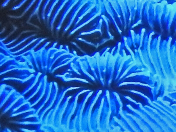 närbild av blå korall