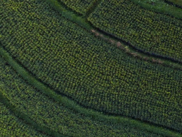 Vista aérea de verdes campos agrícolas