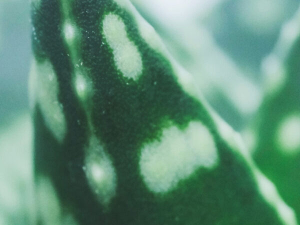 Close-up van cactus