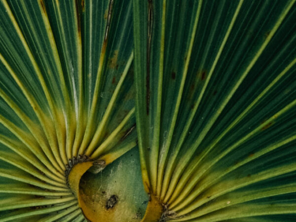 Zbliżenie liścia palmy