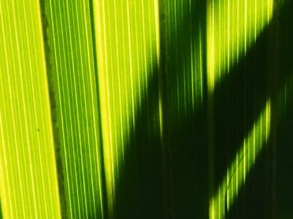 Feuilles de palmier