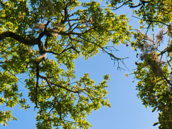 Omhoog kijkend door het bladerdak van levende eikenbomen met daarachter een blauwe lucht