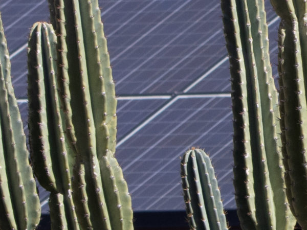 A cactus in front of solar panels