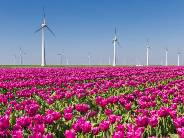 Windkraftanlagen in einem großen Tulpenfeld in voller Blüte