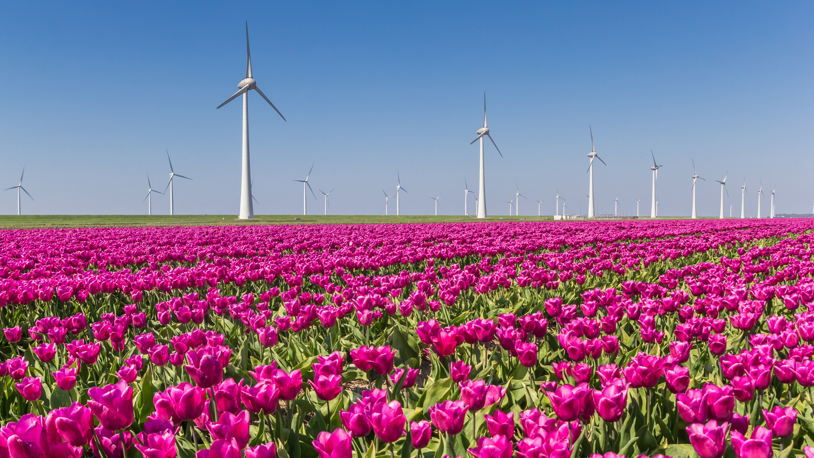 Wind turbines in a large tulip field in full bloom