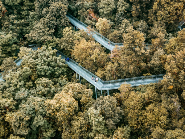 Flygfoto av en upphöjd gångväg för fotgängare genom en djungel