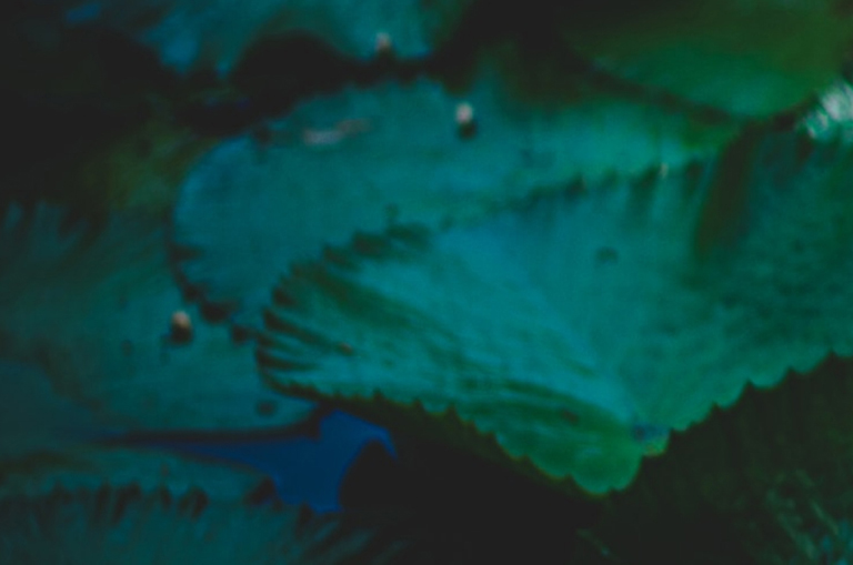 close up view of leaves