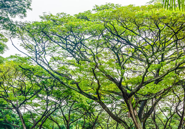 Topparna på tropiska träd som är inhemska i Singapore