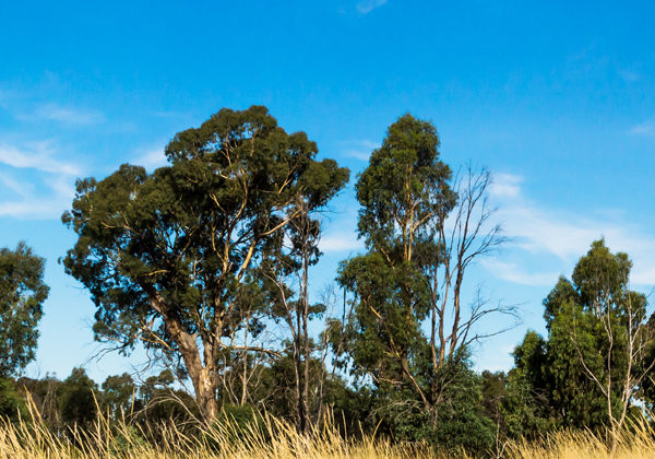 Pohon-pohon besar di bawah langit biru di Victoria, Australia