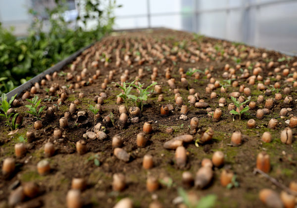 Sprouting acorns in a greenhouse