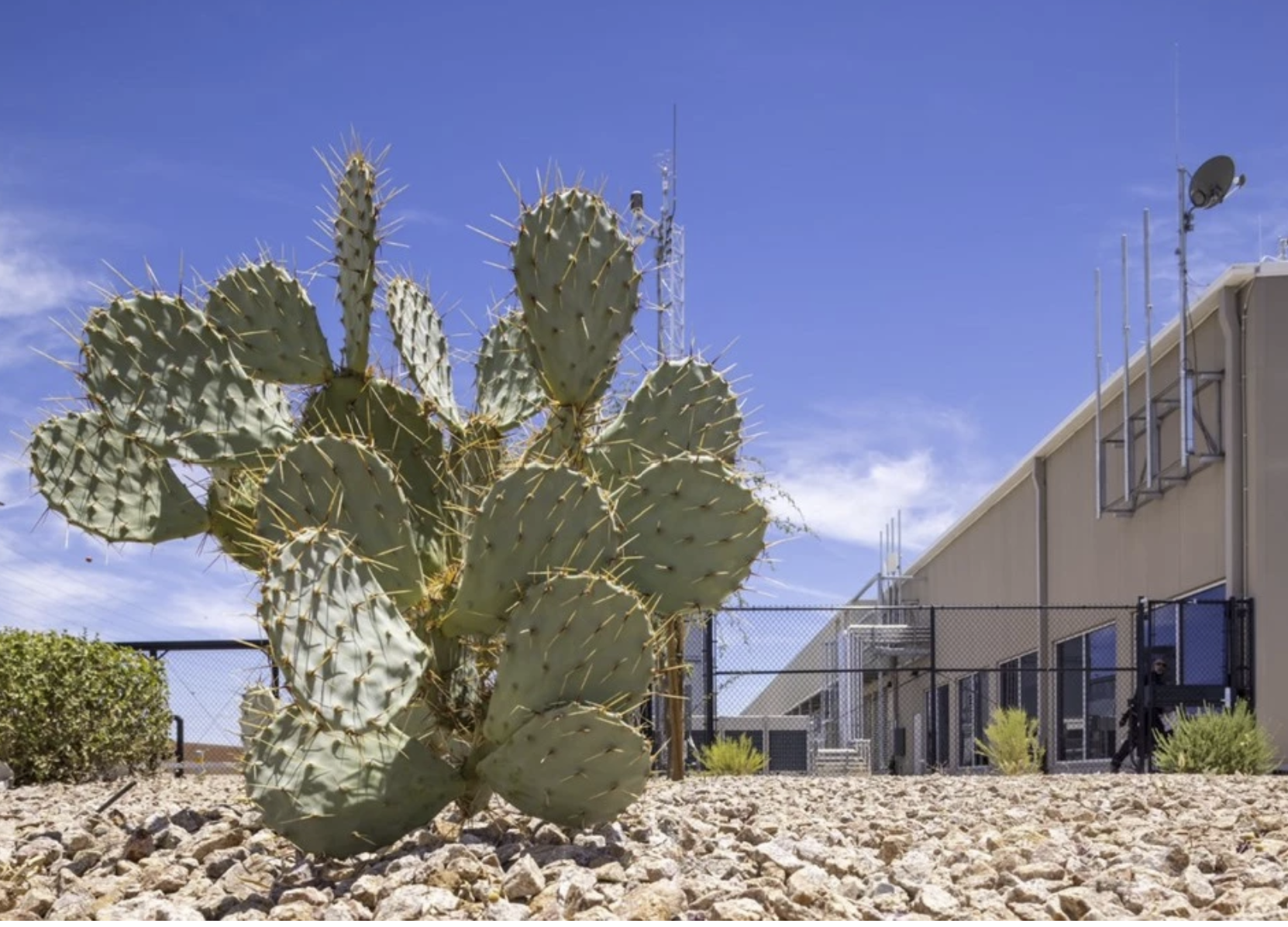 Kaktus nära datacenter