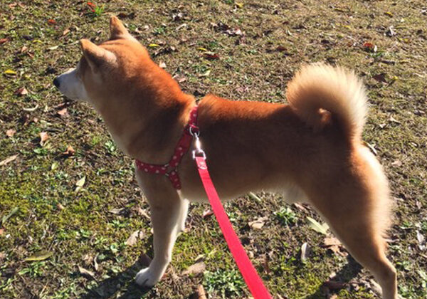 A cute Shiba Inu dog on a leash