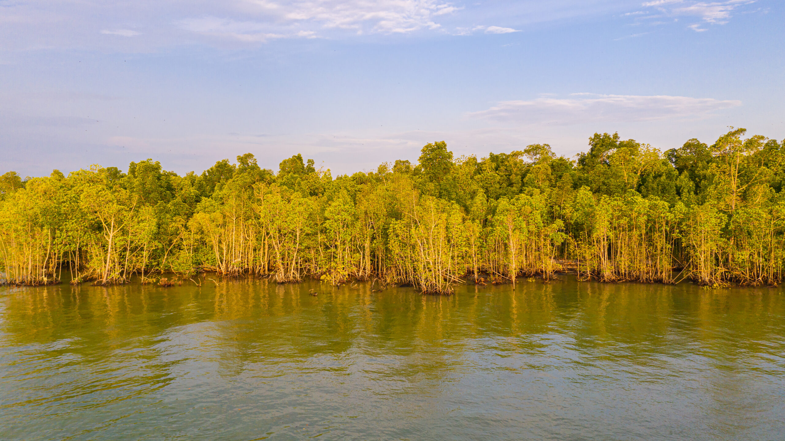 tropical trees in a wetland in Malaysia