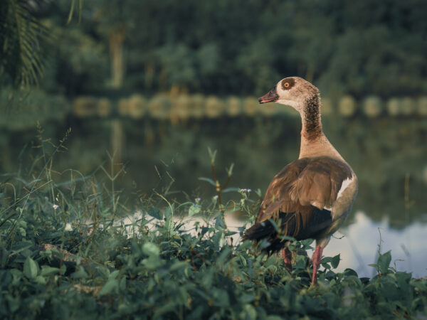 美丽的埃及鸭子站在马来西亚普拉查亚湿地公园的池塘边