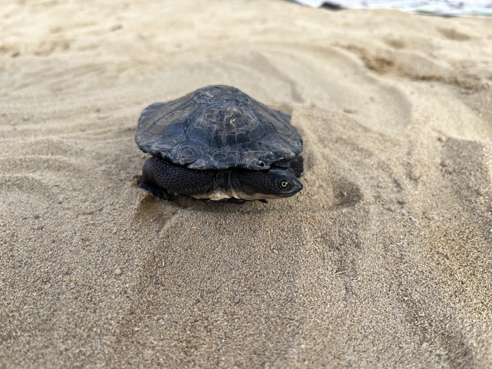 a turtle in sand