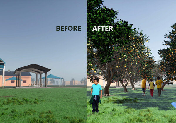 Before and after renderings of a schoolyard showing a barren before state and an after state with fruit trees