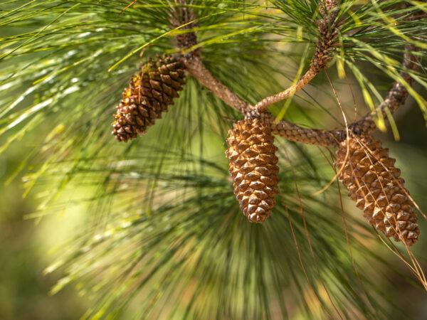 Close up of a long leaf pine with cones
