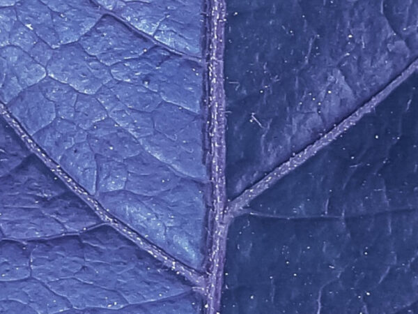 Close-up van een paars blad