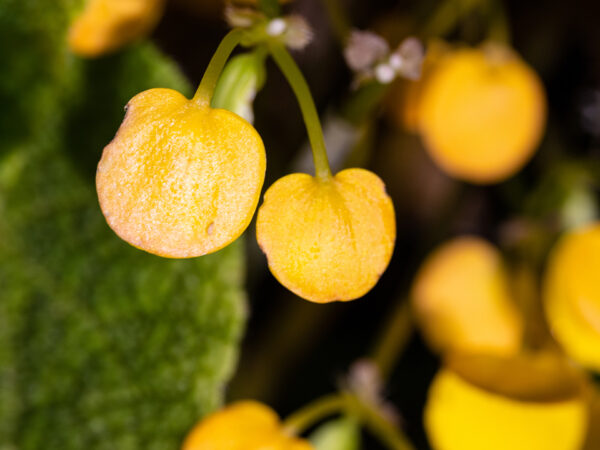 tanaman dengan buah kuning