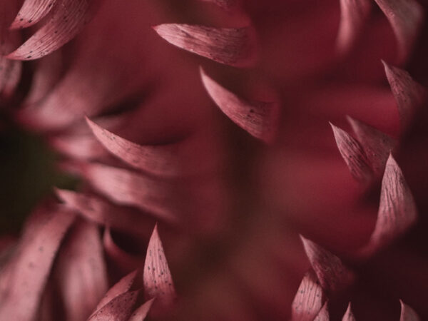 Nærbillede af en rødbrun blomst