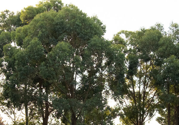 सिडनी में देशी ऑस्ट्रेलियाई पेड़ों के माध्यम से फ़िल्टर्ड सूरज की रोशनी