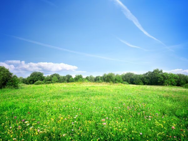 A green meadow with wildflowers and trees in the distance