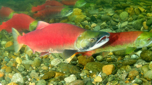 salmon spawning